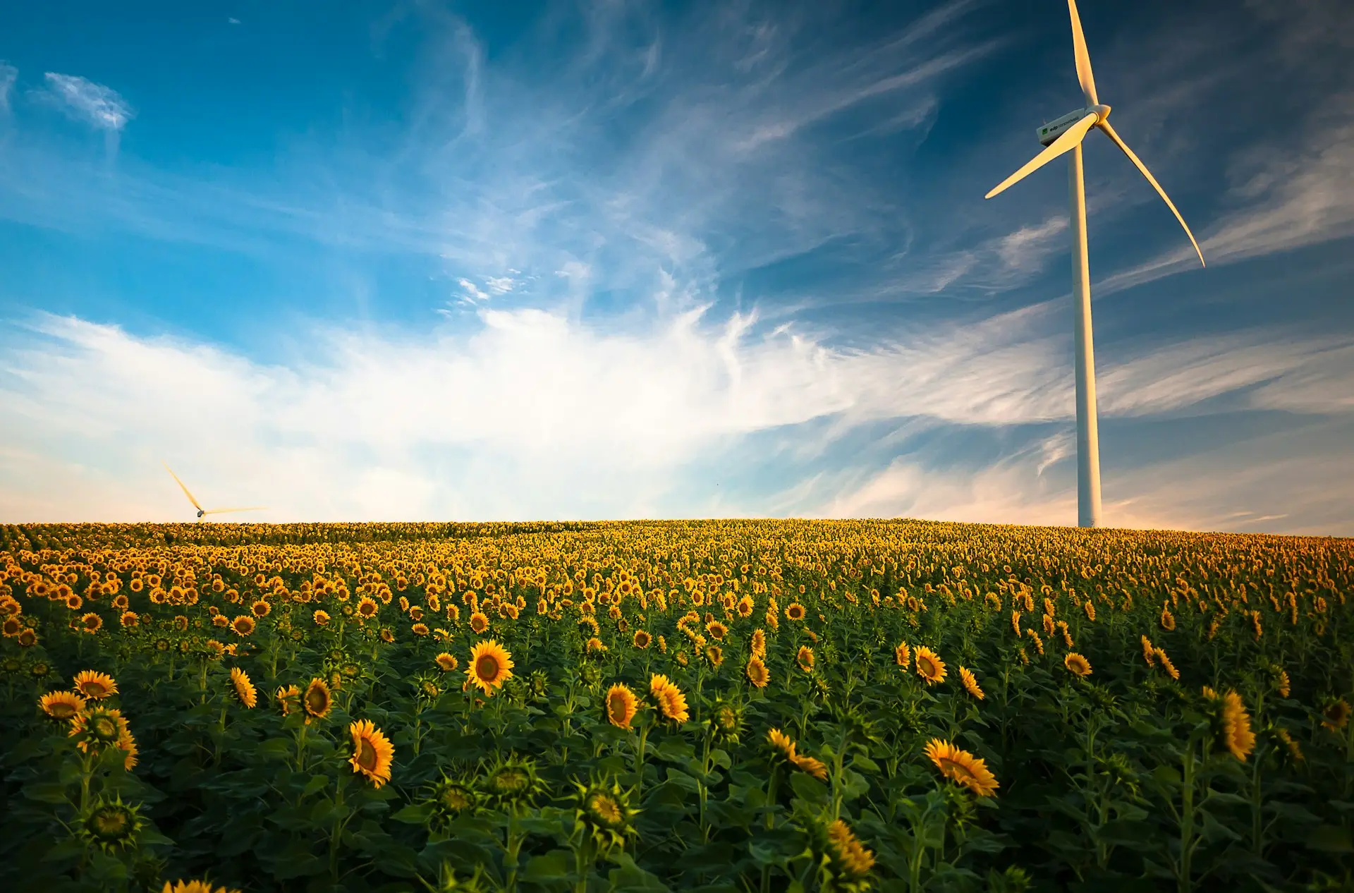 sunflower field